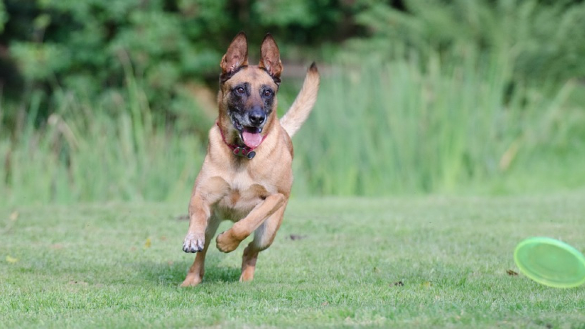 Illustration : "Un petit garçon de 3 ans mordu 56 fois par le chien de la famille"