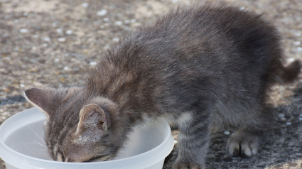 Illustration : Les recettes de repas maison pour chat proposées sur Internet seraient toxiques ? 