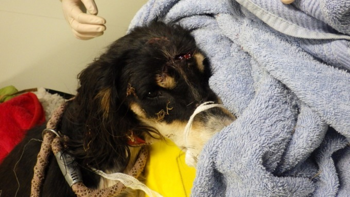 Illustration : "Un chien grièvement blessé et abandonné à son triste sort"