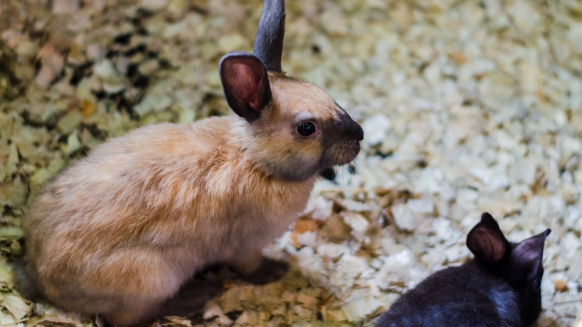 Illustration : "La propreté chez le lapin"