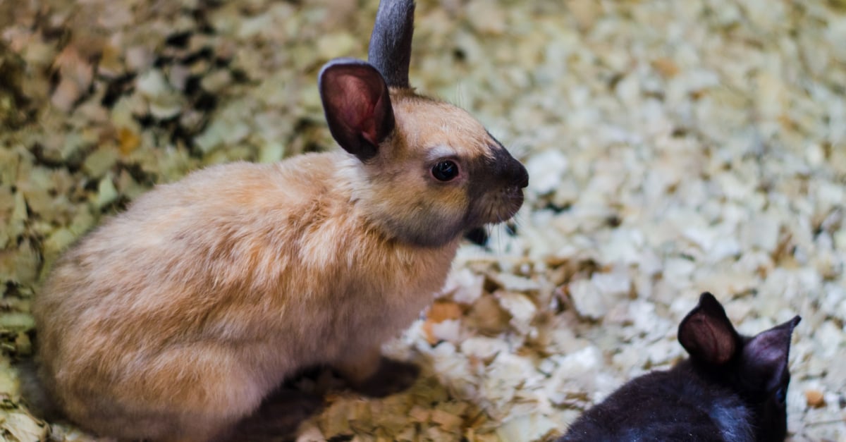 Comment apprendre la propreté à un lapin