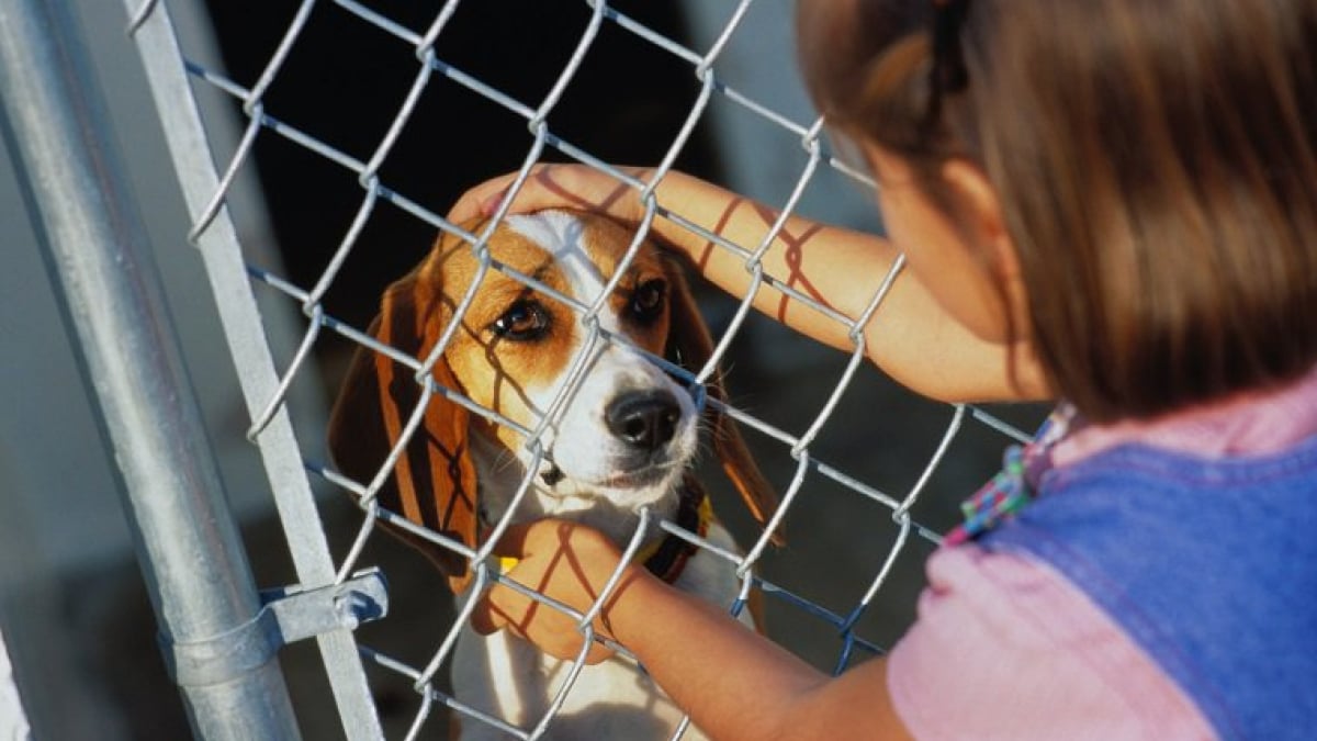 Illustration : "Ces 5 avantages à devenir une famille d’accueil pour chiens"