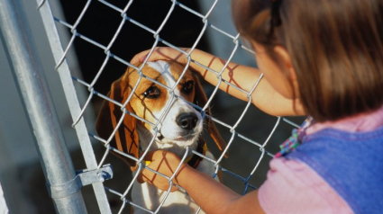 Illustration : Ces 5 avantages à devenir une famille d’accueil pour chiens