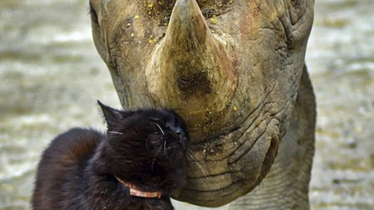 Illustration : "Les meilleurs amis de ces rhinocéros en voie de disparition sont des chats ! "