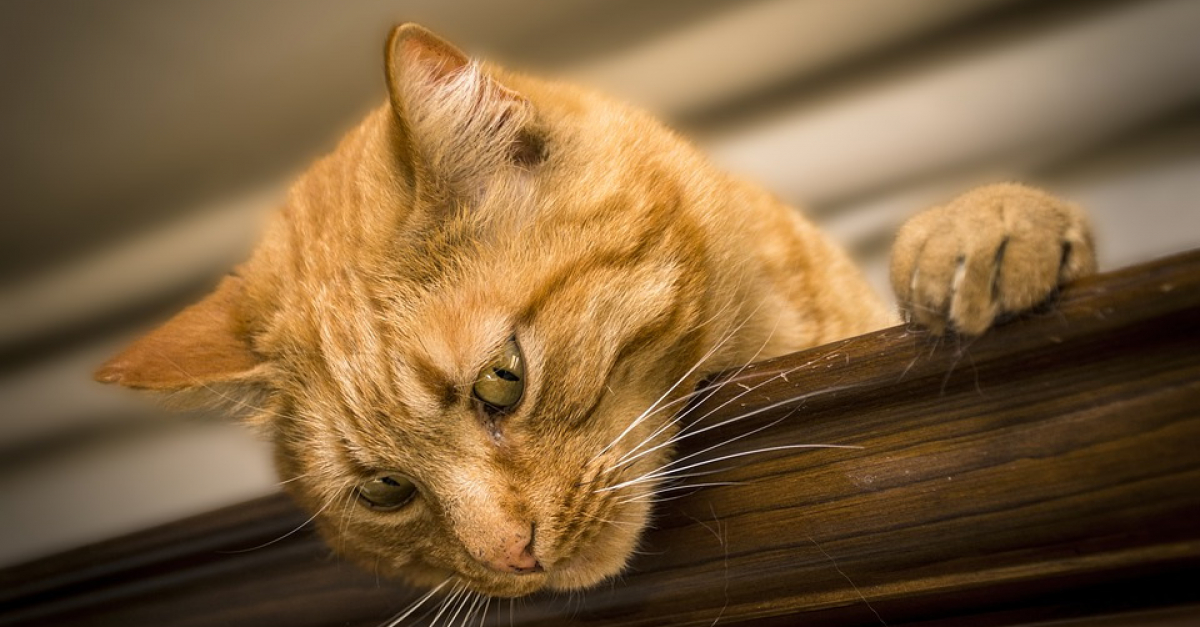 Une Recrudescence D Empoisonnement De Chats Au Paracetamol Une Recrudescence D Empoisonnement De Chats Au Paracetamol