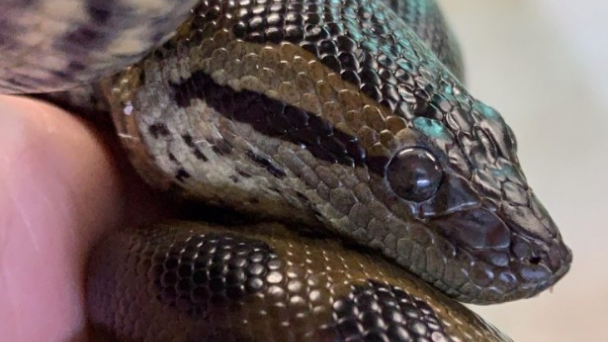 Illustration : "Une femelle anaconda met au monde des serpenteaux sans mâle"