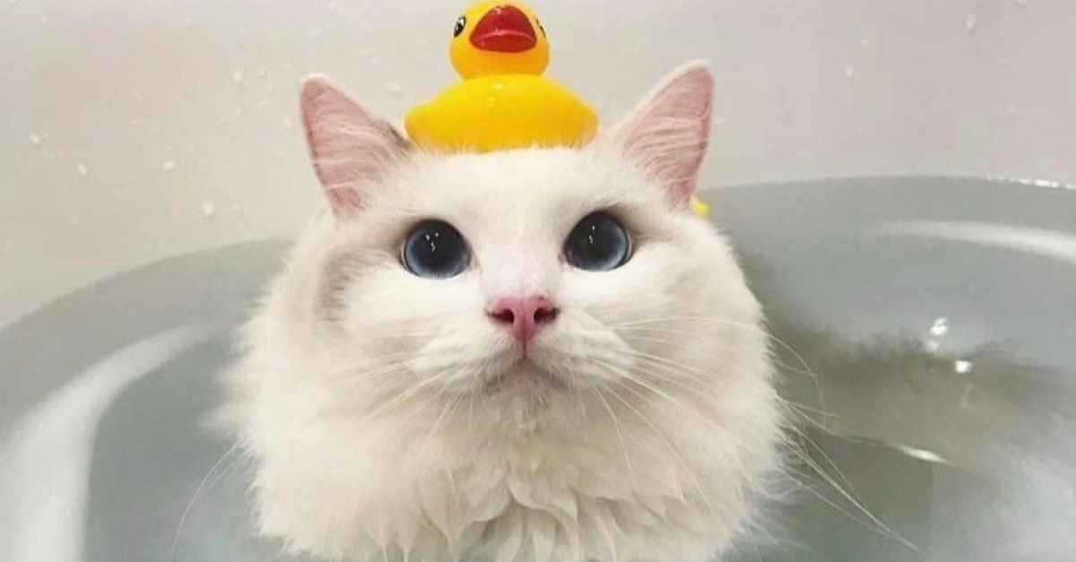 19 Photos Prouvant Que Les Chats Sont Les Meilleurs Remedes Contre Le Cafard 19 Photos Prouvant Que Les Chats Sont Les Meilleurs Remedes Contre Le Cafard