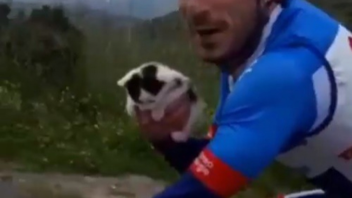 Illustration : "Un coureur cycliste s’arrête en plein entraînement pour sauver un chaton"