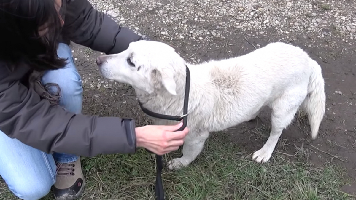 Illustration : "(Vidéo) Un chien récupéré près d’une voie ferrée se voit offrir une seconde chance"