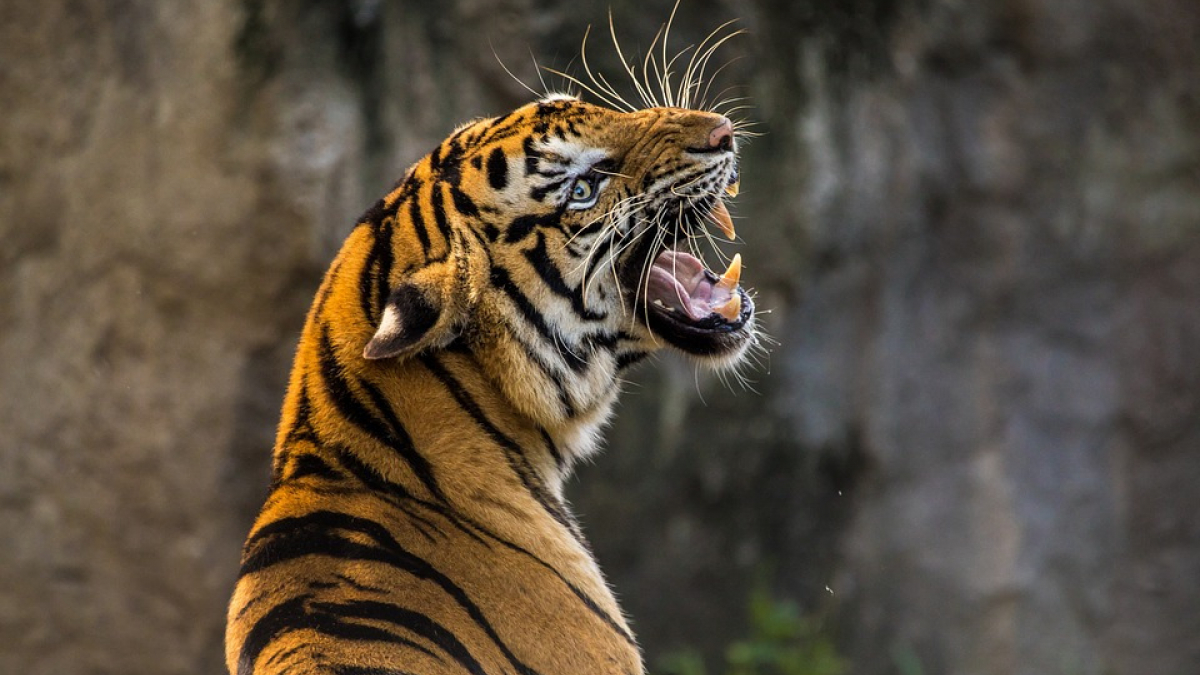 Illustration : "Un homme sauvé de l’attaque d’un tigre grâce à son chien de compagnie !"