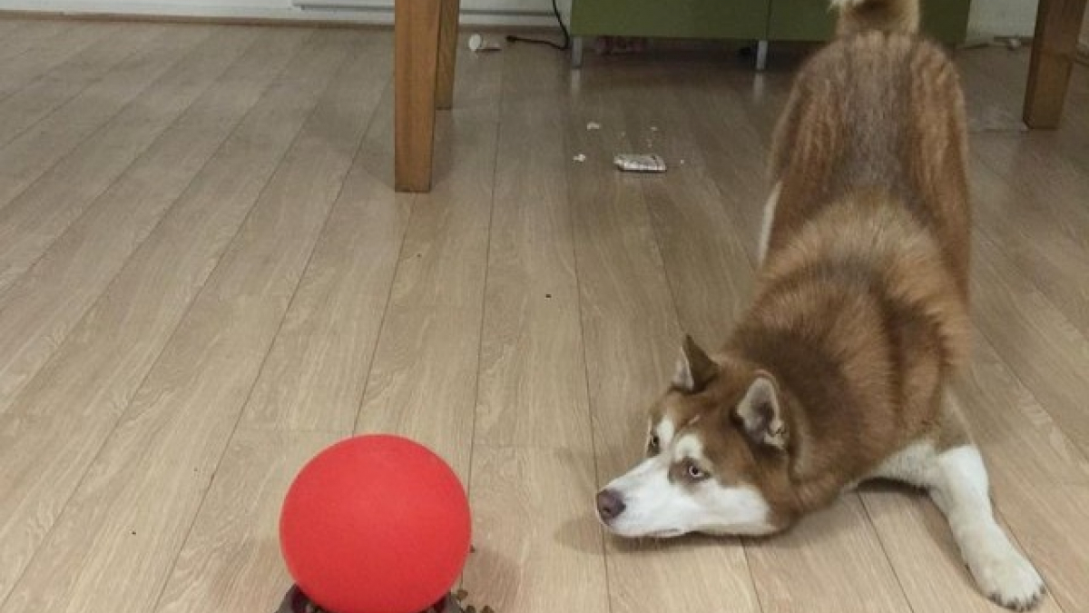 Illustration : "16 photos qui prouvent que les ballons rendent les chiens complètement fous !"