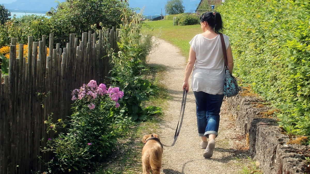 Illustration : "Il reproche à une femme l’éducation de son chien et agresse un individu en pleine rue"