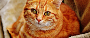 Illustration : "Réduire la part de votre chat dans votre bilan carbone, c’est possible !"