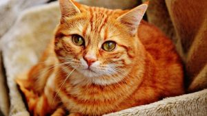 Illustration : Réduire la part de votre chat dans votre bilan carbone, c’est possible !