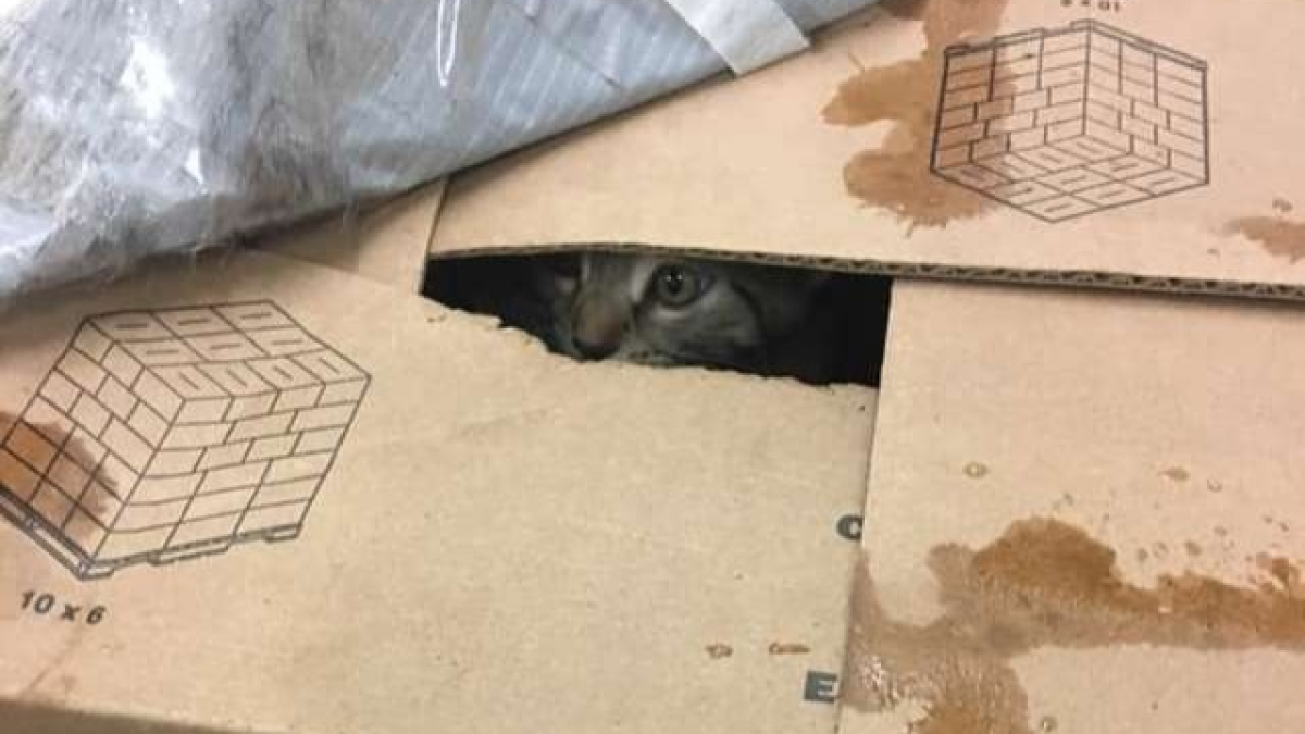 Illustration : "9 chats découverts dans des cartons et sauvés juste à temps"