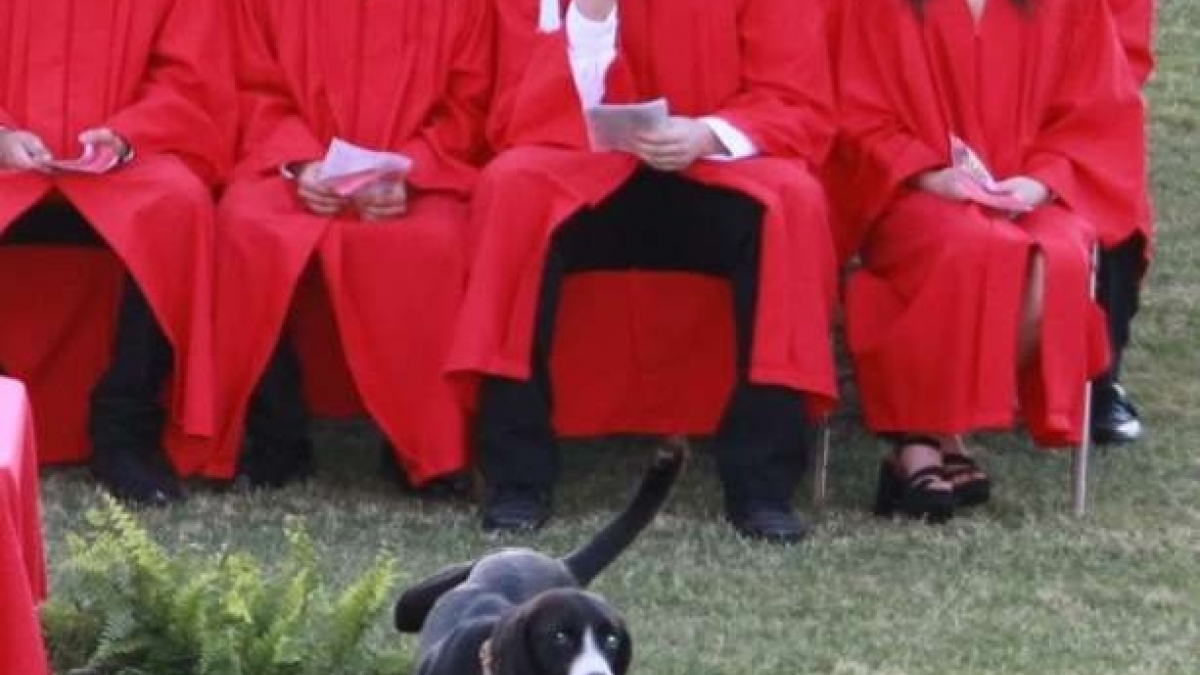 Illustration : "Une remise de diplôme vire à l'éclat de rire général après l'arrivée théâtrale d'un chien"