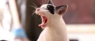 Illustration : "La mauvaise haleine du chat"