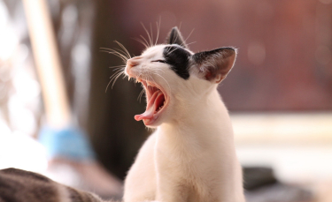 Illustration : "La mauvaise haleine du chat"