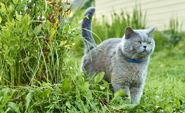 Illustration : "Les problèmes urinaires chez le chat"
