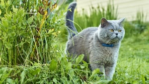 Illustration : "Les problèmes urinaires chez le chat"