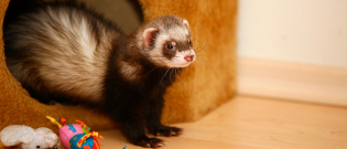 Illustration : "Faut-il stériliser son furet ?"