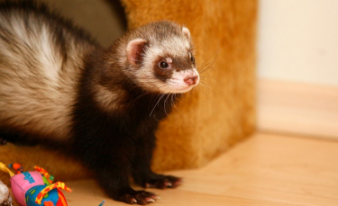 Illustration : "Faut-il stériliser son furet ?"