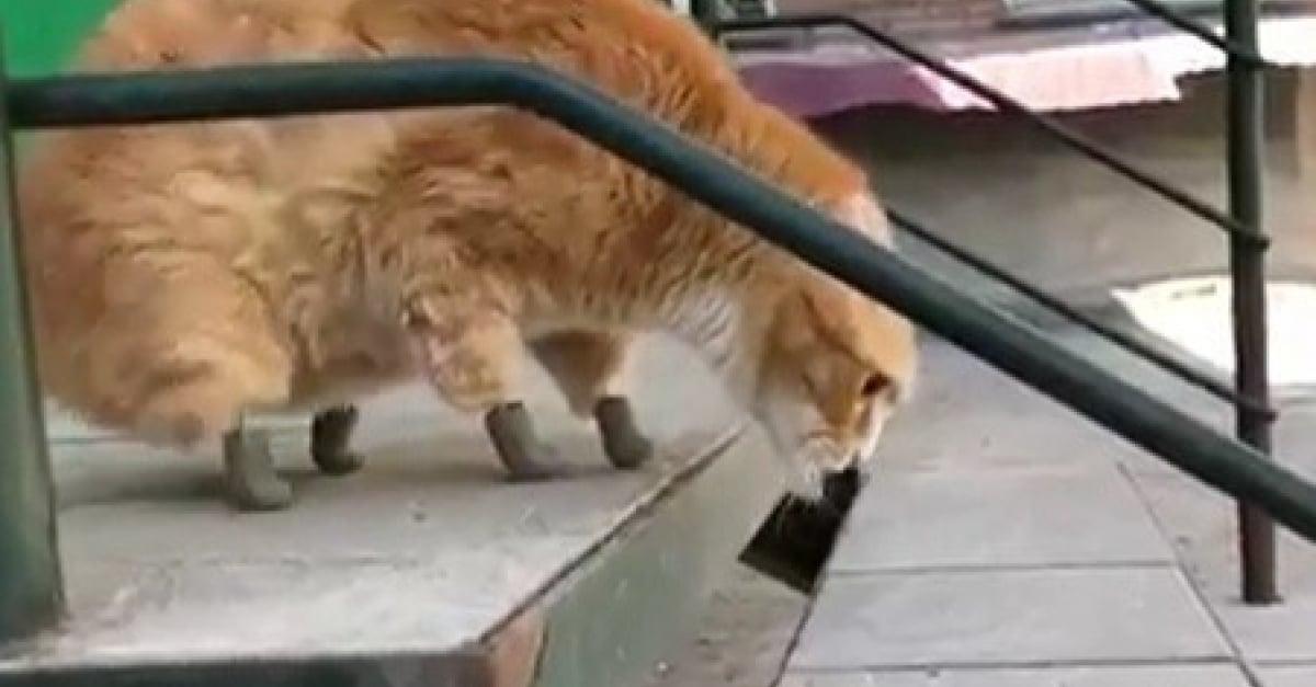 Ampute Des 4 Pattes Ce Chat Ne Se Serait Jamais Remis A Marcher Sans Ses Protheses