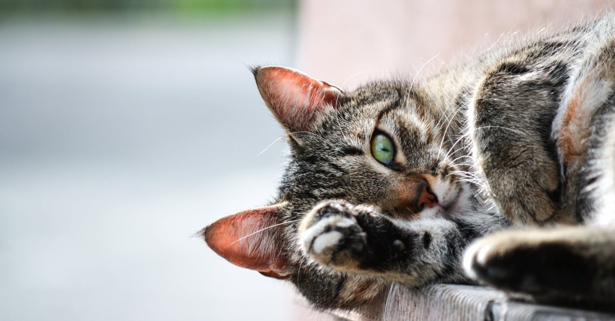 L Avc Chez Le Chat Causes Diagnostic Et Traitements