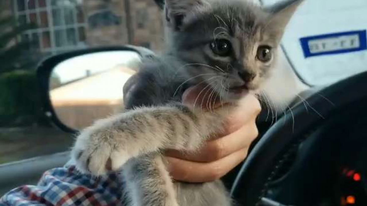 Illustration : "(Vidéo) L’incroyable sauvetage d’un chaton perdu et effrayé sur un viaduc !"