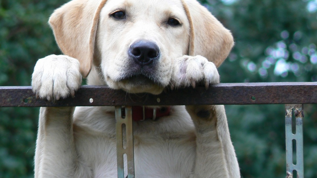 Illustration : "Ce chien prend la fuite avec un porte-journaux, raye 3 voitures et renverse une dame âgée"