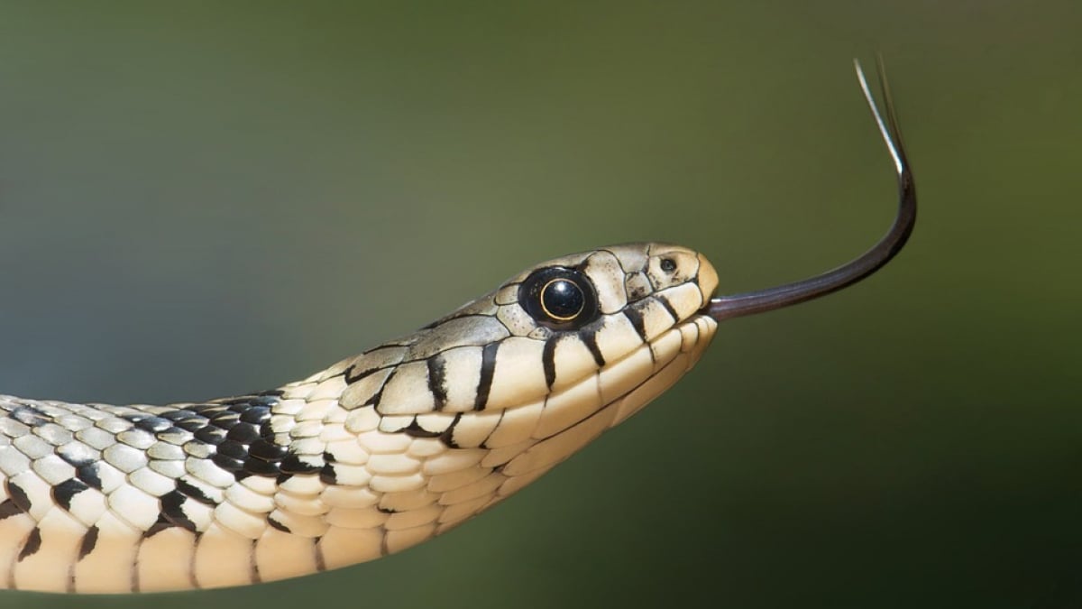 Illustration : "Il se sert d’un serpent domestique comme arme face aux gendarmes !"