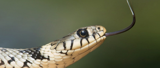 Illustration : "Il se sert d’un serpent domestique comme arme face aux gendarmes !"