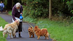 Illustration : "Avoir un chien est bon pour la santé, c'est prouvé scientifiquement !"