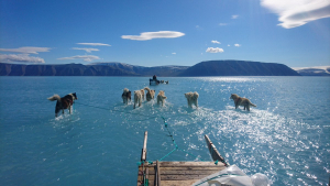 Illustration : "Au Groenland, des chiens de traîneaux évoluent…sur l’eau !"