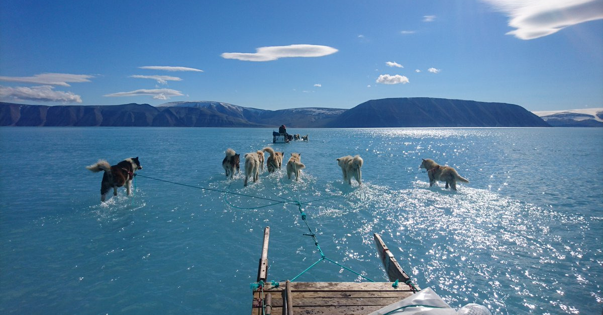 Au Groenland, des chiens de traÃ®neaux Ã©voluentâ€¦sur lâ€™eau