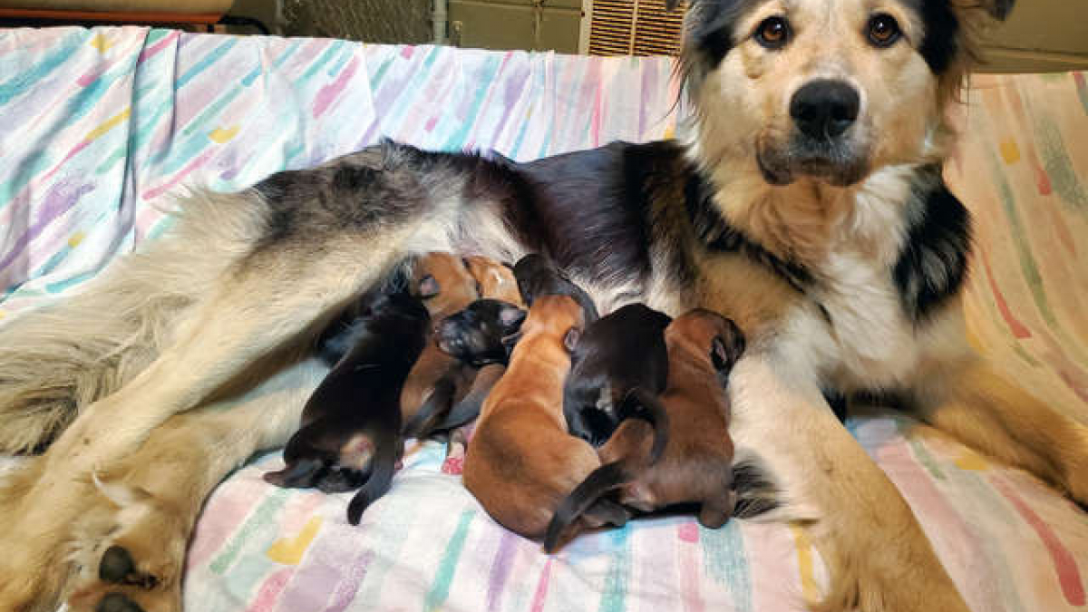 Illustration : "Une mère et ses 9 chiots abandonnés dans une boîte !"