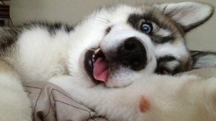 Illustration : 15 photos d’animaux qui n’ont plus rien à apprendre en matière de selfie