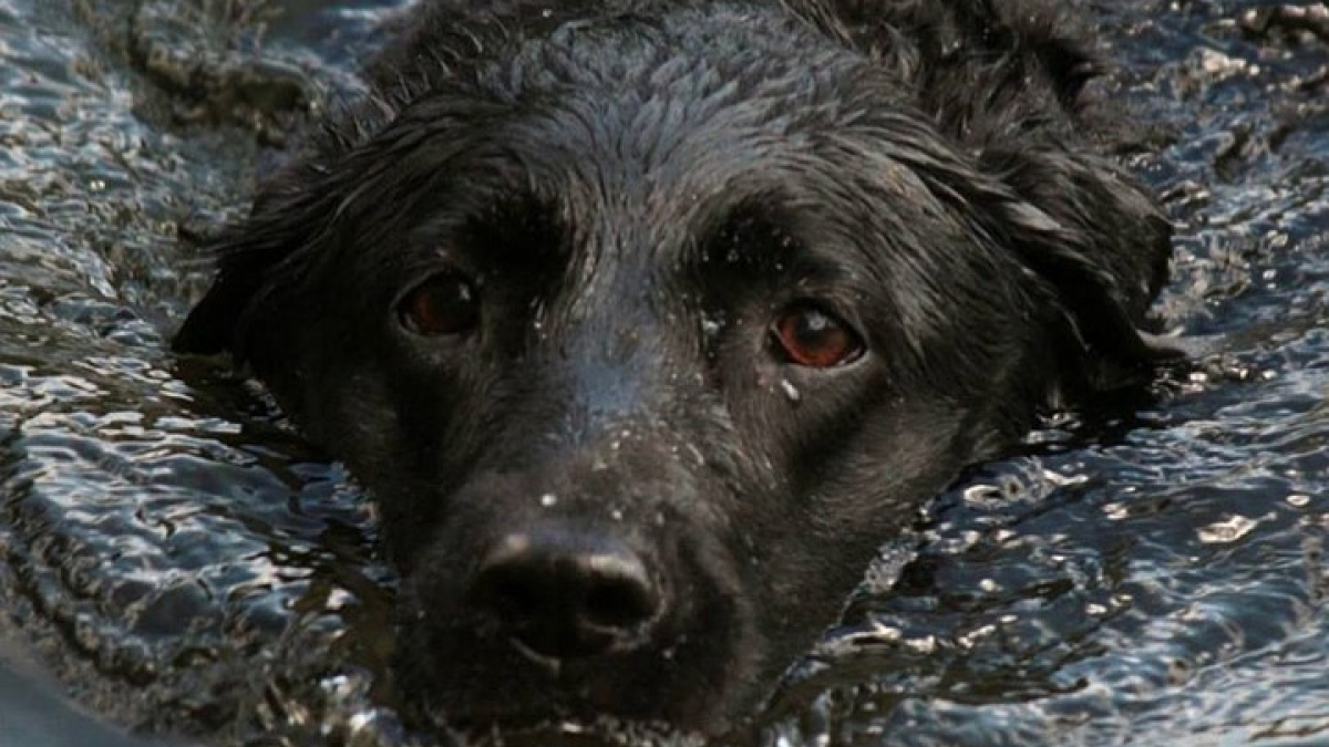 Illustration : "Comment assurer la sécurité de son chien pendant une inondation ?"