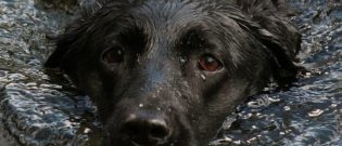 Illustration : "Comment assurer la sécurité de son chien pendant une inondation ?"