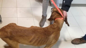 Illustration : Prison requise pour un homme ayant affamé des chiens de chasse