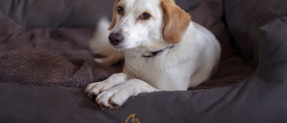 Illustration : "4 conseils pour habituer votre chien à votre absence"