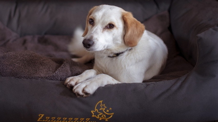 Illustration : 4 conseils pour habituer votre chien à votre absence