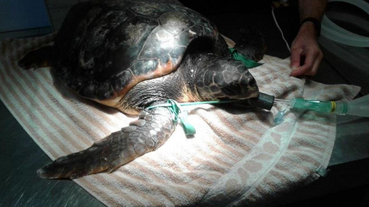 Illustration : "Une tortue opérée en raison d’un sac plastique de 20 cm de diamètre dans son ventre"