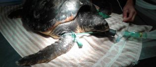 Illustration : "Une tortue opérée en raison d’un sac plastique de 20 cm de diamètre dans son ventre"