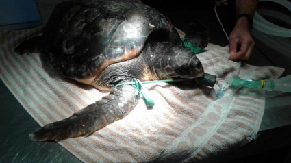Illustration : Une tortue opérée en raison d’un sac plastique de 20 cm de diamètre dans son ventre