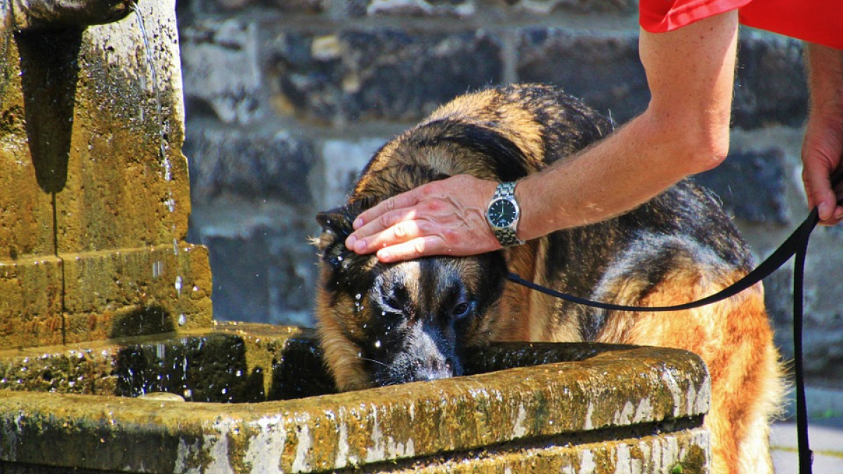 Illustration : "Le guide pratique pour protéger votre chien de la canicule"