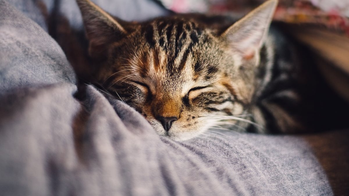 Illustration : "La stérilisation de votre chat, un geste bénéfique en tous points selon une étude "