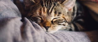Illustration : "La stérilisation de votre chat, un geste bénéfique en tous points selon une étude "