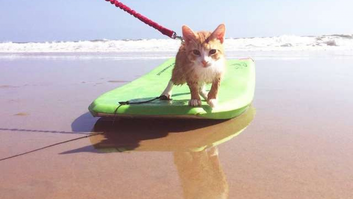 Illustration : "Ce chat hyperactif devient le pro du bodyboard et participe à rendre les autres heureux"