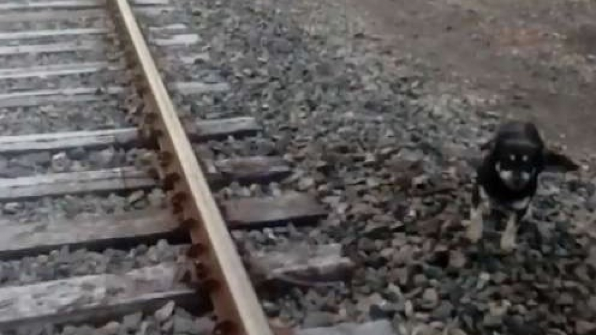 Illustration : "(Vidéo) Un conducteur de train force l'arrêt quand il voit un chien sur la voie ferrée !"